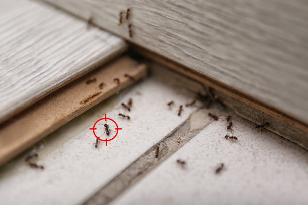 Best Ant Control Services  in Wliamsvle, IL