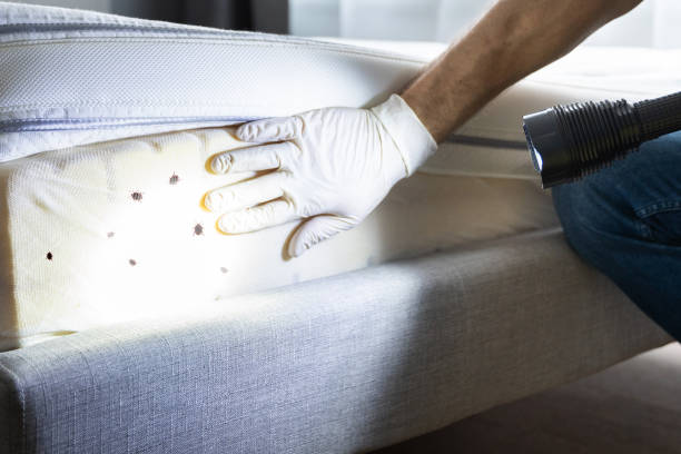 Best Cockroach Control Services  in Wliamsvle, IL