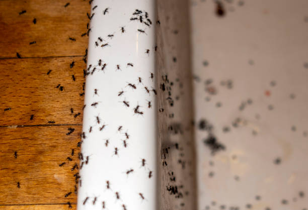 Spider Control Near Me in Williamsville, IL
