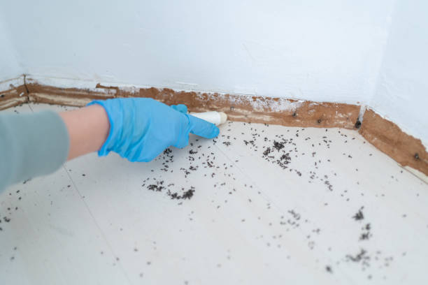 Best Affordable Pest Control Services  in Wliamsvle, IL
